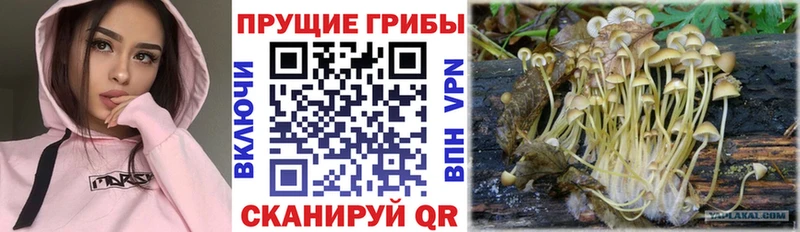Купить  Духовщина  Псилоцибиновые грибы Magic Shrooms 